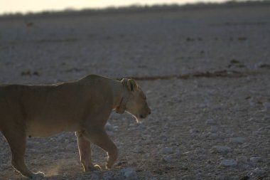 Afrika 'daki vahşi beyaz kedi
