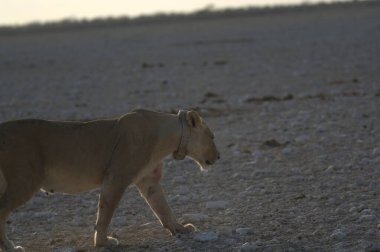 Bir Afrika aslanının yakın çekimi.