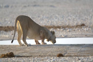 Çölde beyaz bir devenin yakın çekimi.