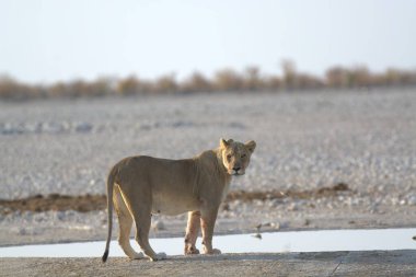 Namibya 'daki Etoşa safarisinde genç bir aslan
