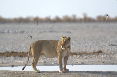 Aslan Kruger Park, Güney Afrika