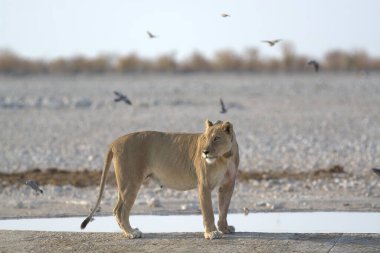 Etoşa parkındaki aslan.