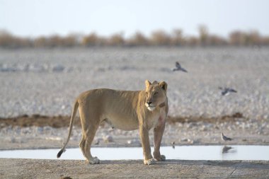 Etoşa Ulusal Parkı 'nda bir aslan.