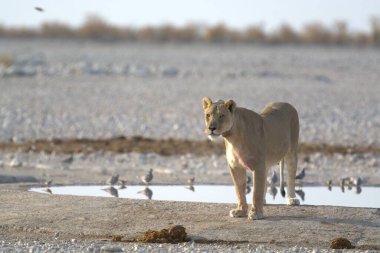 Namibya 'daki Etoşa parkında güzel Afrika beyaz aslanı