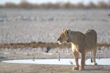 Namibya 'daki güzel bir Afrika aslanı.
