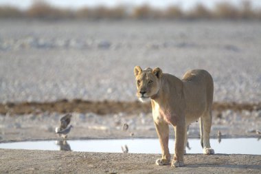 Vahşi bir Afrikalı beyaz aslan, Botswana 'da, Chochonational Park' ta savanda yürüyor..