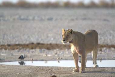 Namibya 'daki güzel beyaz aslan