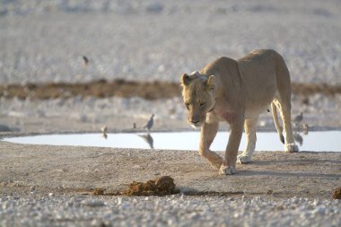 Etoşa 'daki beyaz tilki