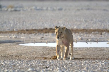 Namibya 'daki Etoşa' da vahşi bir su birikintisi
