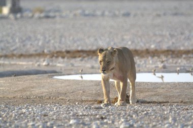 Etoşa, Namibya, Afrika 'daki vahşi hayvan