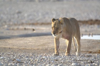 Etoşa 'da güzel beyaz bir aslan.