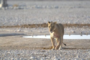 Aslan kuru toprakta yürüyor.