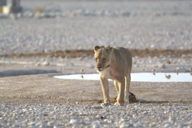 Namibya 'daki Etoşa' da vahşi beyaz bir aslan.