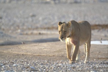 Namibya 'daki vahşi aslan