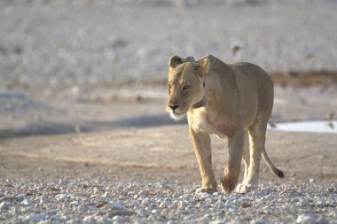 Çöldeki beyaz bir aslanın yakın çekimi.