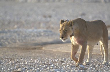 Vahşi aslan çölde yürüyor.