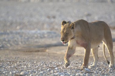 Çöldeki beyaz bir aslanın güzel bir görüntüsü.