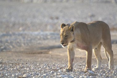 Namibya 'da kumda yürüyen genç bir aslanın yakın plan fotoğrafı.