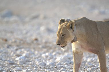 Namibya 'daki Etoşa' da aslan.