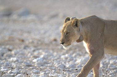 Afrika aslanı (panthera leo) Kalahari çölünde, Namibya