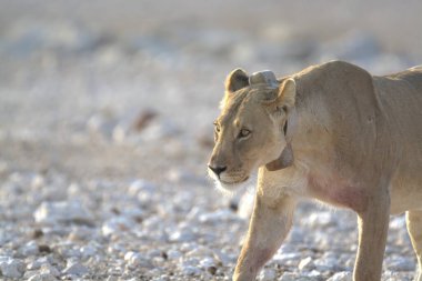 Etoşa 'daki vahşi aslan.