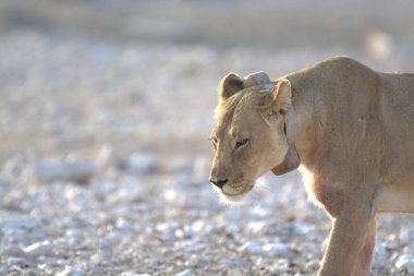 Beyaz kuyruklu puma, panthera leo, yetişkin, karın üzerinde duran