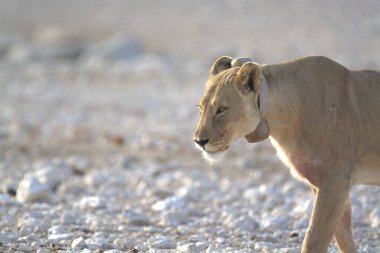 Beyaz bir kedinin yakın çekimi.