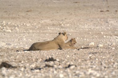 Aslan yavrusu kuma döşeme