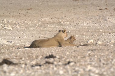 Aslan etkin Milli Parkı'nda