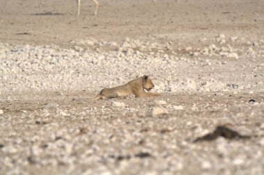 Kedi çölde dinleniyor.
