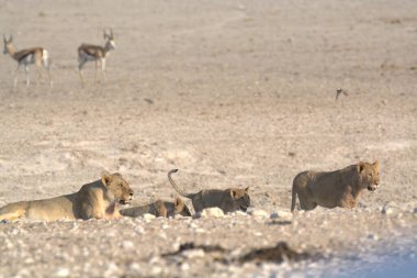 Namibya 'daki Etoşa safarisinde bir grup aslan.