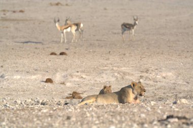 Vahşi doğada beyaz geyik