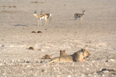 Etoşa Ulusal Parkı 'nın ortasında, Namibya' da, Afrika 'da beyaz geyikler var. yüksek kaliteli fotoğraf
