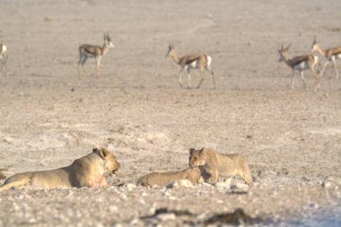 Beyaz kuyruklu geyik (falus ruelus), ayrıca beyaz kuyruklu geyik olarak da bilinir.