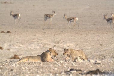 Çölde bir grup aslan.
