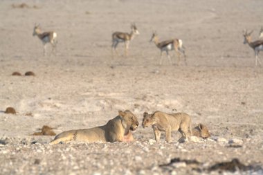 Namibya 'daki Etoşa Ulusal Parkı' nda vahşi geyikler
