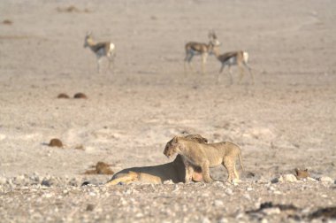 Çöldeki beyaz bir köpeğin yakın plan fotoğrafı.