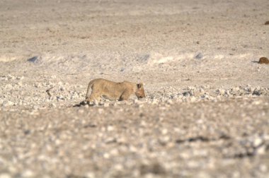 Namibya 'da beyaz aslan
