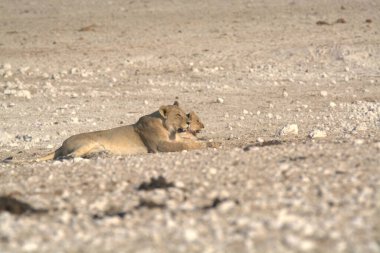 Çölde bir erkek Afrika aslanı.