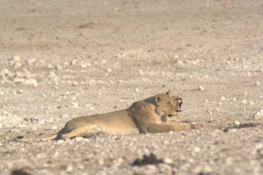 Afrika savanındaki aslan.