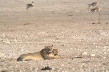 Genç bir aslan güneşte çölde dinleniyor..
