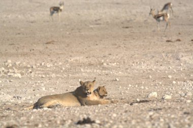 Aslan yavrusu yerde yatıyor.