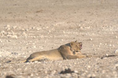 Etoşa 'daki genç aslan.