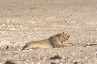 Namibya 'daki Etoşa Milli Parkı' nda aslan var.