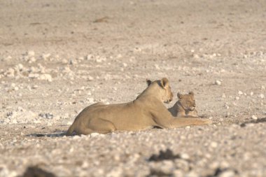 Etoşa Milli Parkı 'ndaki aslan.