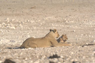 Aslan - aslan - annenin ailesi
