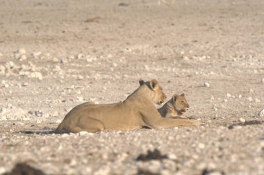 Çölde genç beyaz bir aslan