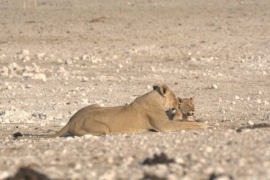 Yerde yatan genç bir aslan..