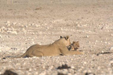 Çöldeki şirin bir aslanın yakın plan fotoğrafı.