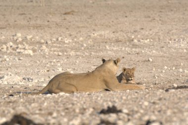 Çölde genç beyaz bir aslan